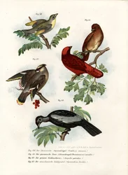 Leiothrix madár, 1864